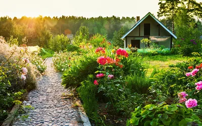 Фото Огородные Грядки: наслаждайтесь красивыми цветами и уютной атмосферой