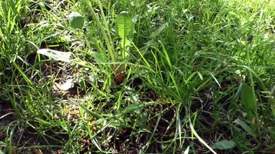 Сорняки-индикаторы кислотности грунта. Как по сорным травам определить  состояние почвы в огороде | Болтушка | Дзен