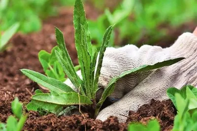 Виды сорняков и как избавиться от них - Agro-Market24
