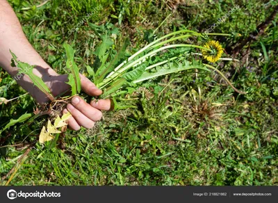 Двудольные сорняки: фото, причины появления, как избавиться, препараты  Август