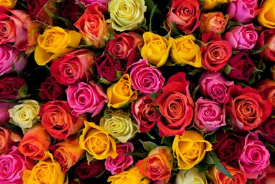 Цветы для букетов — названия, фото. Экзотические и популярные цветы для  букетов