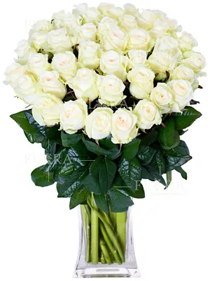огромный букет белых роз стоковое изображение. изображение насчитывающей  рынок - 66545803