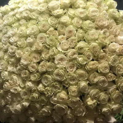 Заказать цветы большой букет белых роз FL-2545 купить - хорошая цена на  цветы большой букет белых роз с доставкой - FLORAN.com.ua
