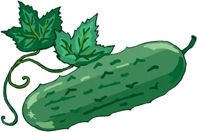 big cucumber PNG image transparent image download, size: 5499x2705px