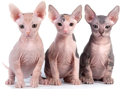Порода кошек канадский сфинкс: 115 фото, особенности характера и  необходимая кошке забота | Глупые кошки, Красивые кошки, Кошки и котята