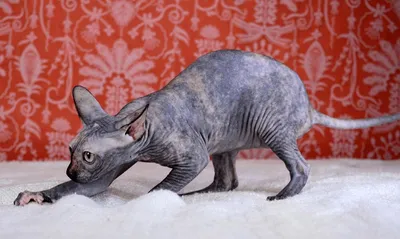 Сфинкс - лысый кот серого окраса с голубыми глазами в интернет-магазине  Ярмарка Мастеров по цене 7000 ₽ – BN8MVRU | Мягкие игрушки, Сургут -  доставка по России