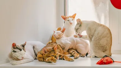 Сфинксы: разновидности лысых кошек | Сфинкс, Кошки, Вид