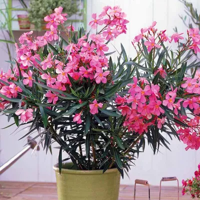 Фото Олеандра: наслаждайтесь яркими цветами этого растения в своем доме