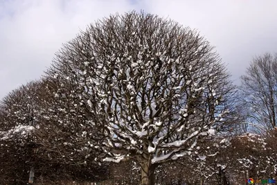 Красивая фотография дерева Ольха серая на закате