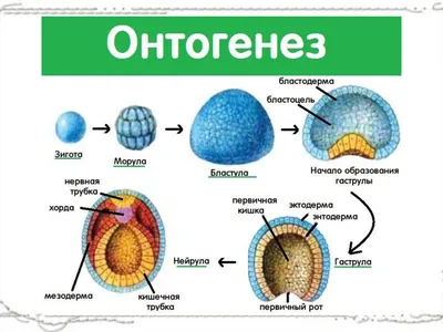 Онтогенез. Большая российская энциклопедия