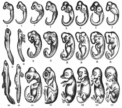 Этапы онтогенеза картинки