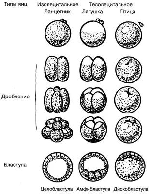 Иллюстрация 1 из 33 для Онтогенез. От клетки до человека - Джейми Дейвис |  Лабиринт - книги. Источник:
