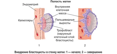 Марсело Санчес \"Эмбрионы в глубинах времени\" - глава 1