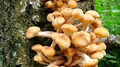 Опёнок летний (Kuehneromyces mutabilis) – Грибы Сибири