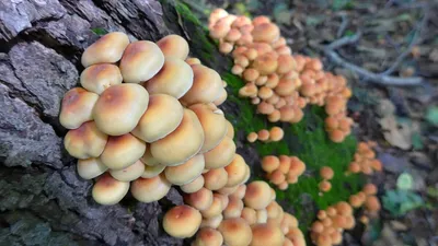 Где отыскать осенние опята в Тюмени, какие грибы сейчас можно найти в  Тюменской области - 3 сентября 2022 - 72.ru