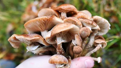 Грузди и опята: осенние грибы продают под Хабаровском (ФОТО) — Новости  Хабаровска