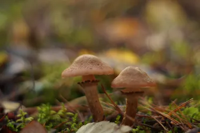 Опята на зиму: как не отравиться ядовитыми грибами | Живем в Подмосковье |  Дзен
