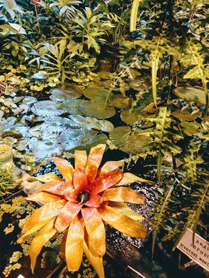 Фотография Оплисменуса: гармоничное сочетание цветов