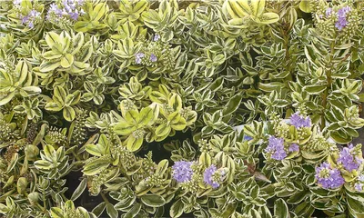 Фотография Оплисменуса: растение, которое дарит радость