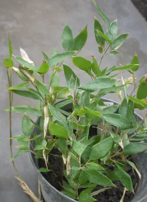 Картинка Оплисменуса: растение, которое дарит умиротворение