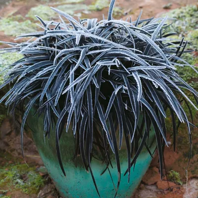Оплисменус: красивое и нежное растение на фото