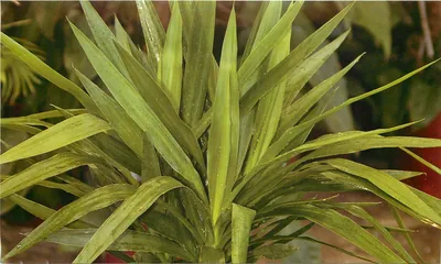 Фотография Оплисменуса: как правильно ухаживать за этим растением