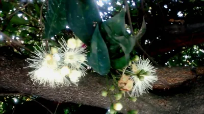 Оплисменус на фото: какие декоративные свойства у этого растения