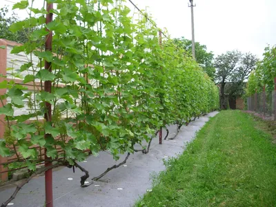 Шпалеры для винограда на даче (73 фото) » НА ДАЧЕ ФОТО