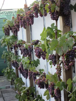 Опора для девичьего винограда (69 фото) » НА ДАЧЕ ФОТО