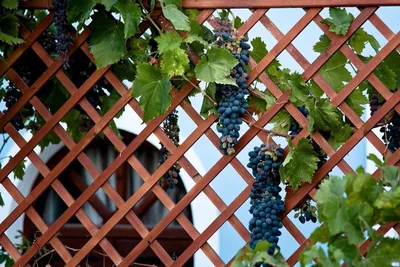 Подставка под виноград на даче (65 фото) - красивые картинки и HD фото