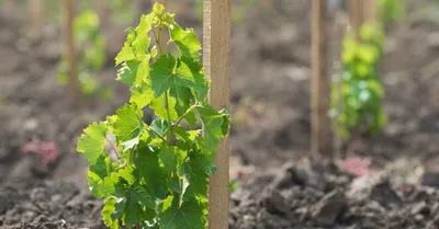 Шпалеры для винограда - конструкции разных форм, функции