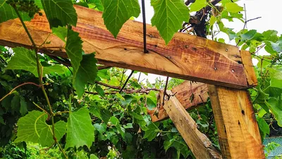 Опора для винограда своими руками на даче (66 фото) - красивые картинки и  HD фото