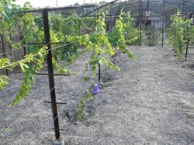 Декоративный виноград на даче