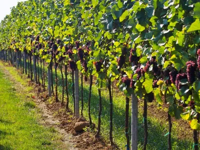 Опора для винограда своими руками на даче (66 фото) - красивые картинки и  HD фото