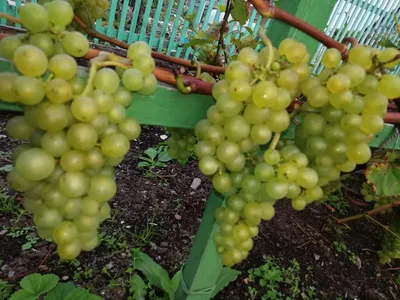 Виноград Цитронный Магарача - «🍇Отличный виноград для южных регионов.  Делаю долму из виноградных листьев🍇» | отзывы