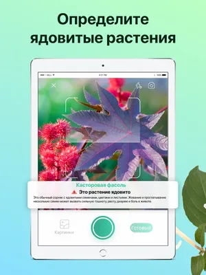 App Store: PictureThis: Цветы и деревья