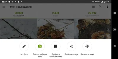 Определить растение онлайн по фото · iNaturalist