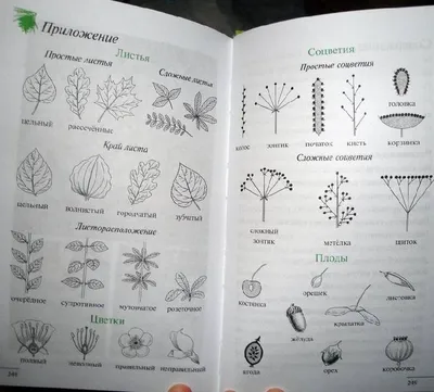 Иллюстрация 12 из 27 для Твой первый атлас-определитель. Растения (4129) -  Татьяна Козлова | Лабиринт - книги. Источник: АннаЛ | Растения, Атлас,  Иллюстрации