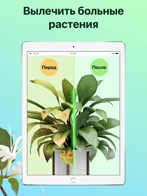 Отзыв о Flora Incognita - приложение для Android | Хорошо работающее  приложение определитель растений, полезные, лечебные качества, биология