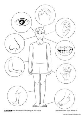 Тело человека для детей раскраска - 69 фото