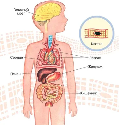 Картинки с органами человека для учеников 4 класса