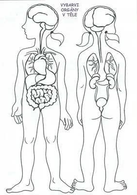 Тело человека для детей раскраска - 77 фото