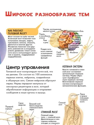 Раскраска внутренние органы человека для детей - 57 фото