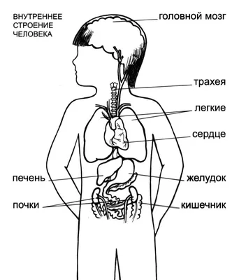 Иллюстрация 4 из 8 для Тело человека. Занимательная энциклопедия для детей  - Винченцо Гуиди | Лабиринт - книги.