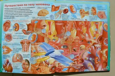 Картинки тело человека - 76 фото