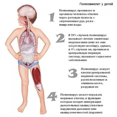 Большое путешествие по телу человека - Vilki Books