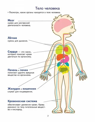 Тело человека, строение, организм, анатомия в младшей группе - Страница 1.  Воспитателям детских садов, школьным учителям и педагогам - Маам.ру