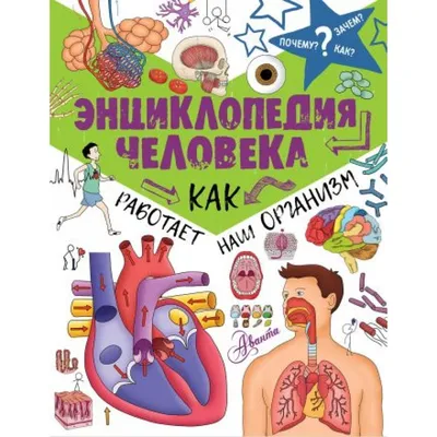 Железо в организме человека: функции, норма и отклонения