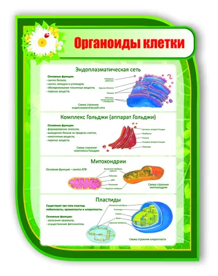 Органоиды картинки фотографии