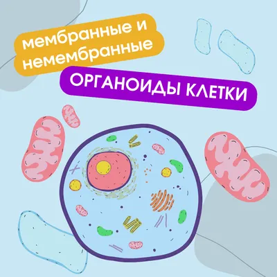 Органоиды клетки: мембранные и немембранные — Мария Семочкина на TenChat.ru